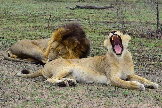 Private 5-Day Overnight Safari In Kruger Park from Skukuza Airport - Key Things to Know Before You Go