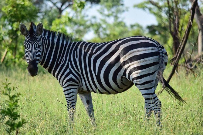 Private 5-Day Overnight Safari In Kruger Park from Skukuza Airport - Where You’ll Stay: Inside Kruger vs Just Outside