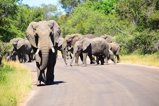 Private 5-Day Overnight Safari In Kruger Park from Skukuza Airport - Price and Logistics: What You’re Paying For (and What’s Extra)