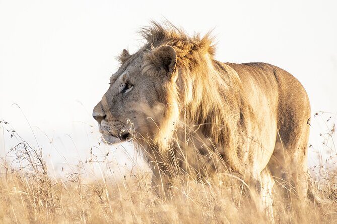 Private 5-Hour Lion Park Tour from Johannesburg or Pretoria - Key Highlights Worth Booking For