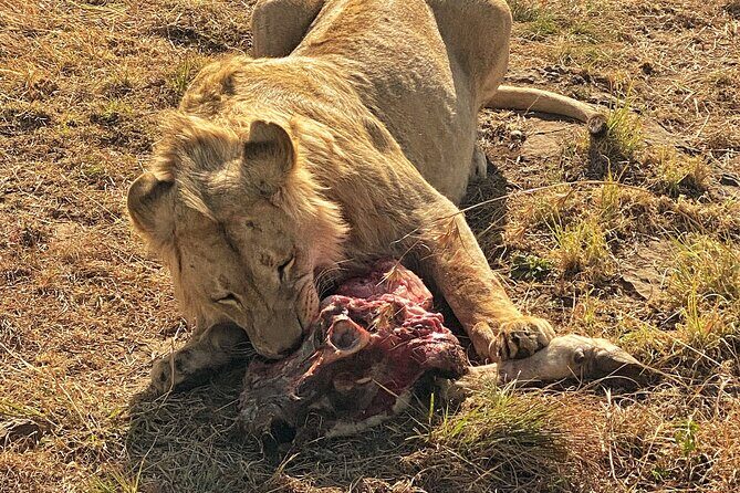 Private 5-Hour Lion Park Tour from Johannesburg or Pretoria - Cub World and the Baby-Lion Moment You’ll Remember
