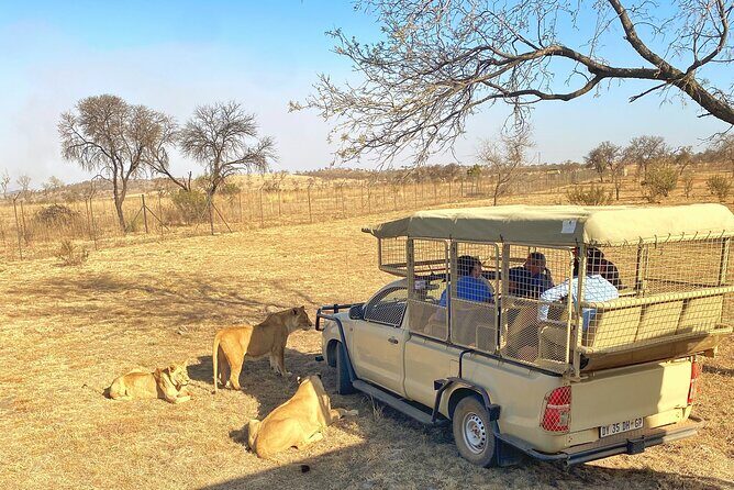 Private 5-Hour Lion Park Tour from Johannesburg or Pretoria - Camera, Clothing, and Timing Tips That Actually Help