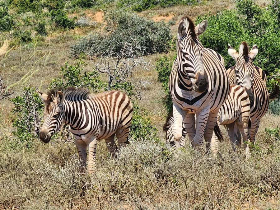 Private Addo Elephant National Park Half Day Tour - Key things that make this Addo half-day tour work