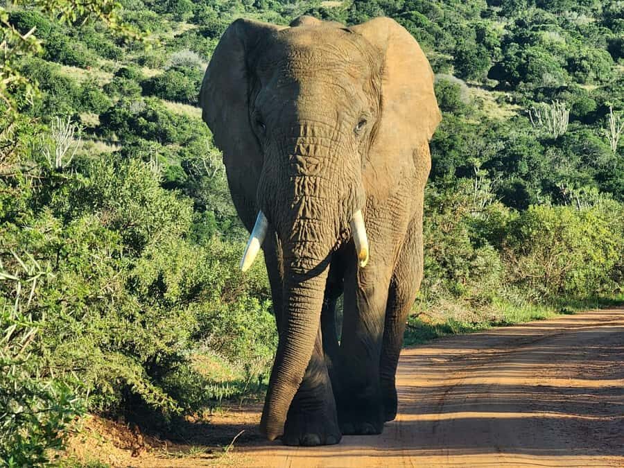 Private Addo Elephant National Park Half Day Tour - Should you book this private Addo Elephant National Park half-day?
