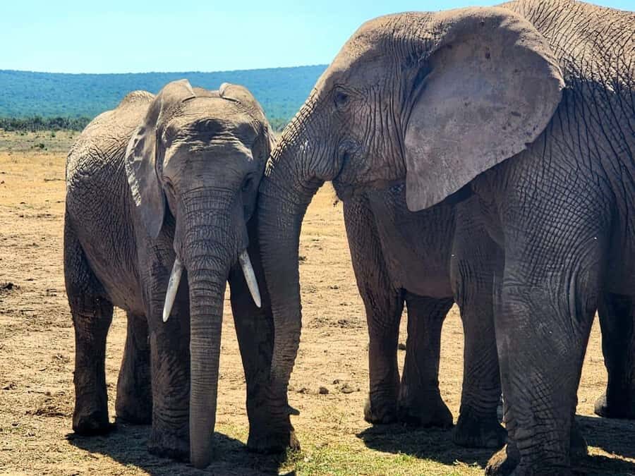 Private Addo Elephant National Park Half Day Tour - Why a private Addo half-day hits the sweet spot