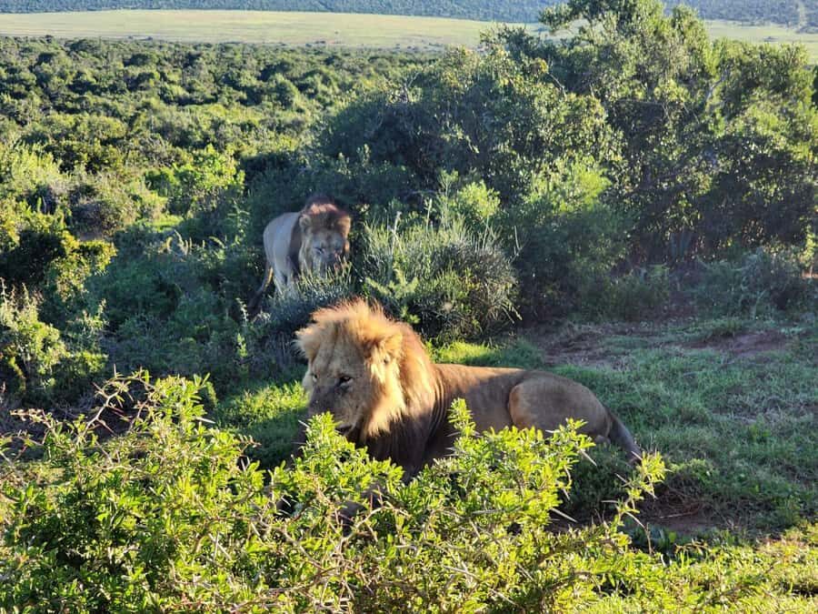 Private Addo Elephant National Park Half Day Tour - In Addo Elephant National Park: aiming for four Big Five species