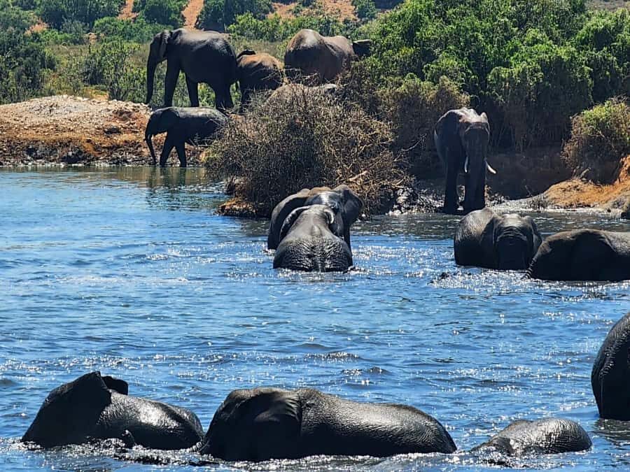 Private Addo Elephant National Park Half Day Tour - Tea, then the Cattle Baron: a meal break that still feels part of the safari
