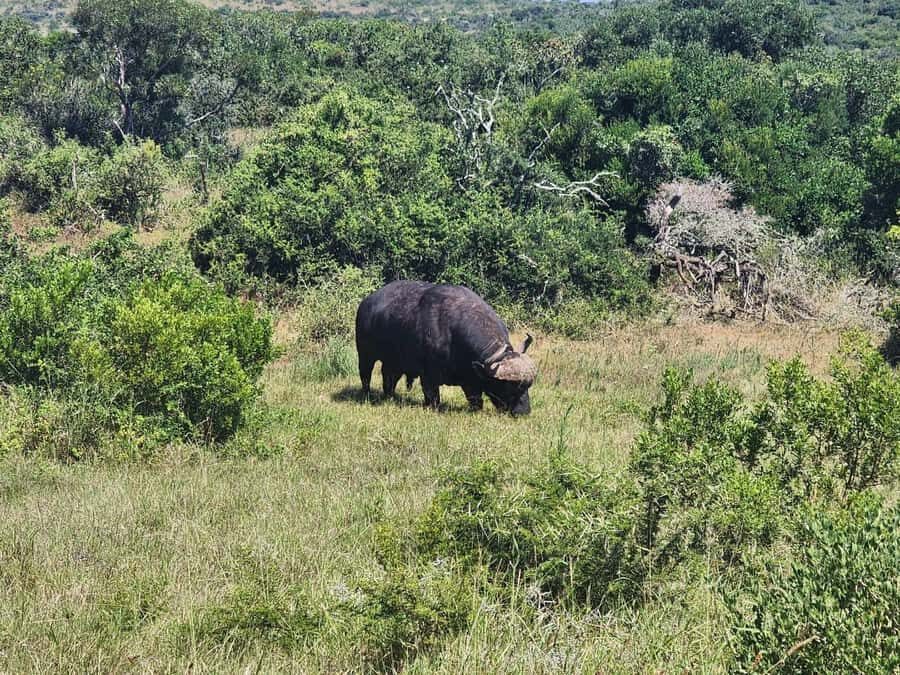 Private Addo Elephant National Park Half Day Tour - Price and value: why $174 per person can make sense