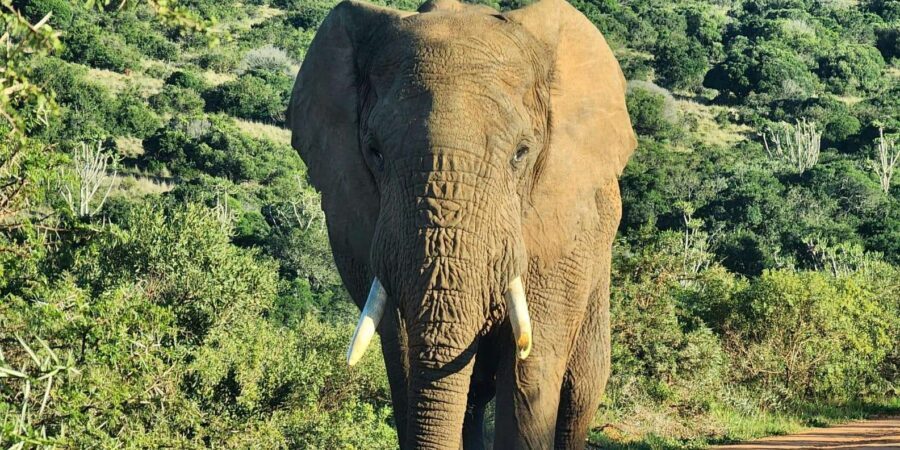 Private Addo Elephant National Park Half Day Tour - What to bring (and what not to): small choices that matter on safari