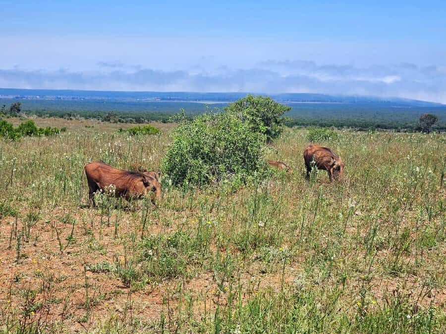 Private Addo Elephant National Park Half Day Tour - Who this tour is best for