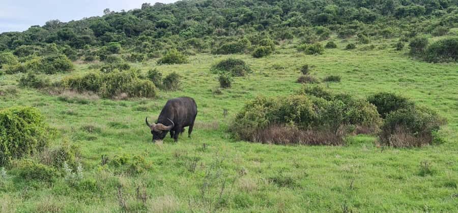 Private Addo Elephant National Park Half Day Tour - Pickup to drop-off: how the day actually flows