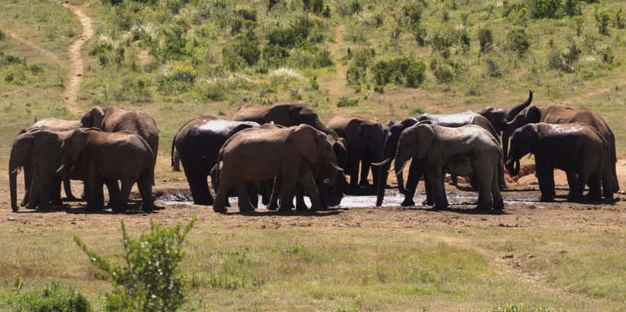 Private Addo & Schotia Full Day Tour - Key highlights at a glance