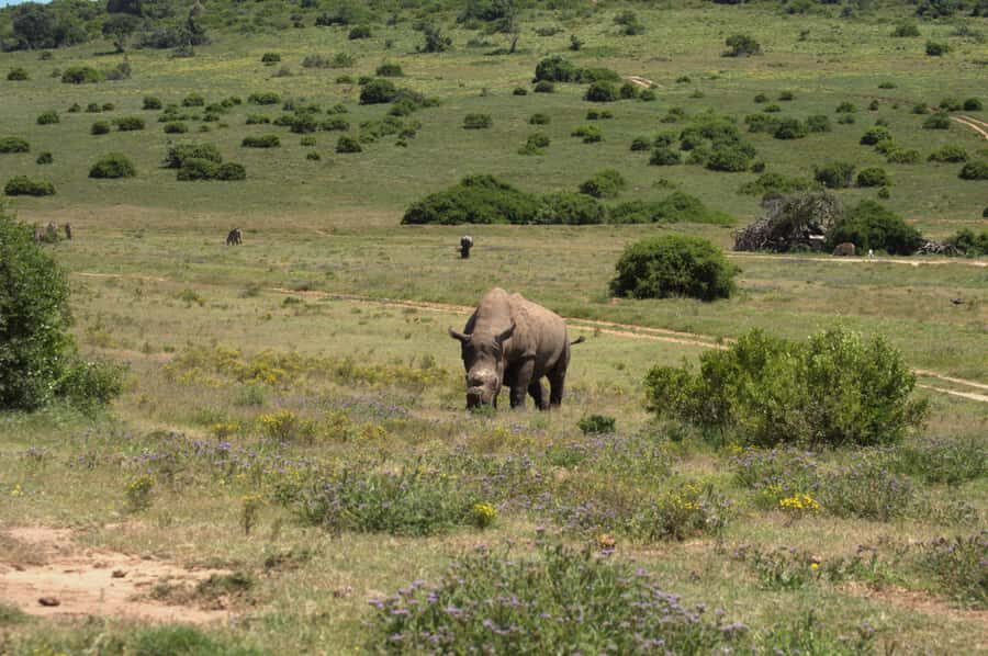 Private Addo & Schotia Full Day Tour - Addo and Schotia in One Day: Why This Route Works