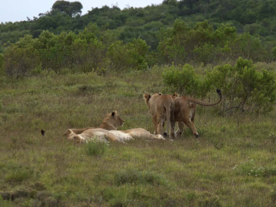 Private Addo & Schotia Full Day Tour - Morning Game Drive in Addo Elephant National Park