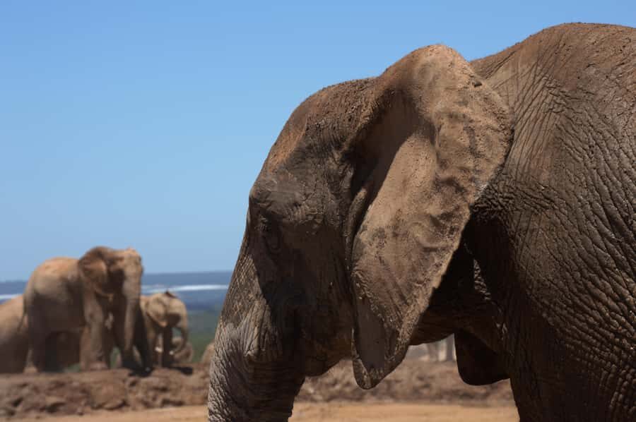 Private Addo & Schotia Full Day Tour - Afternoon Schotia Safaris Game Drive: Hippos, Giraffes, and Cape Lions