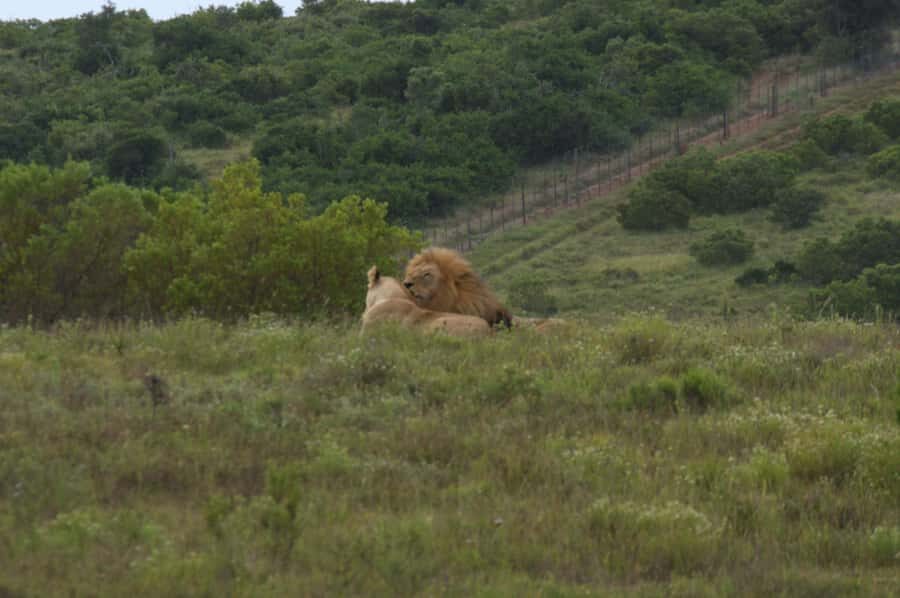 Private Addo & Schotia Full Day Tour - Boma Dinner at Schotia: The Evening That Makes It Feel Local