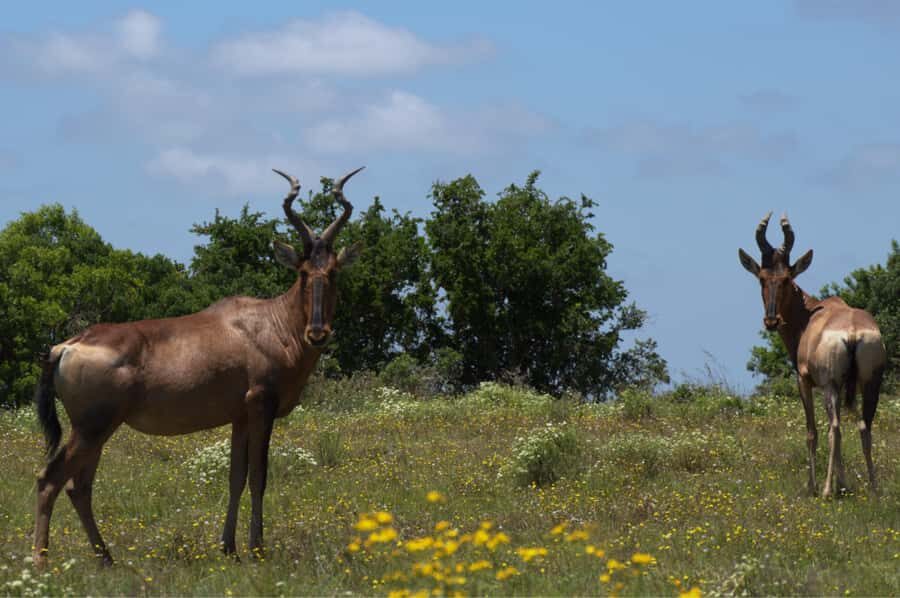 Private Addo & Schotia Full Day Tour - Binoculars, Big Game, and the Reality of Sightings