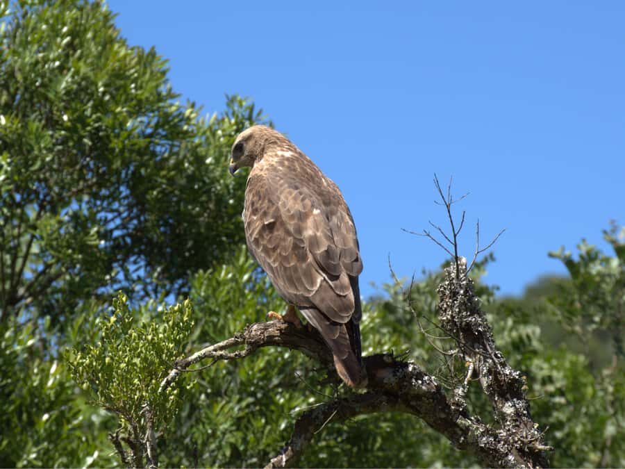 Private Addo & Schotia Full Day Tour - Price and Value for a Private Safari Day in the Eastern Cape
