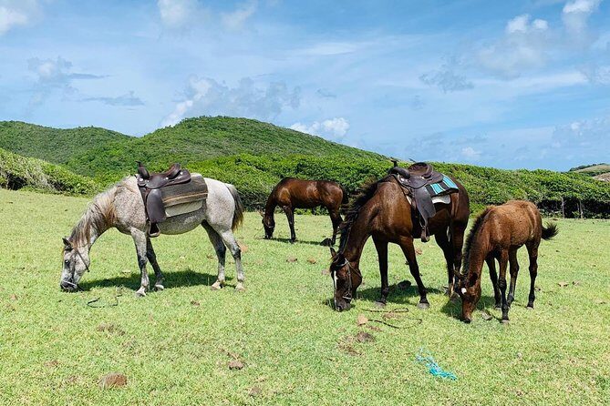 Private Advanced Horseback Beach Ride with Sandy Hoofs St. Lucia - Canter/Gallop on the Beach: Fun, But Only If Conditions Behave
