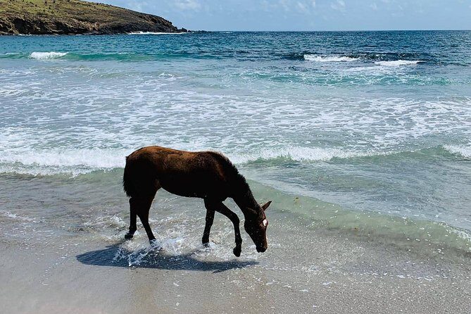 Private Advanced Horseback Beach Ride with Sandy Hoofs St. Lucia - The Swim With Your Horse: When It Happens and When It Doesn’t