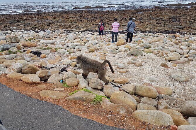 Private Cape of Good Hope and Penguins Full-Day (Sightseeing Guided) - Clifton and Camps Bay: the Atlantic Seaboard glamour section
