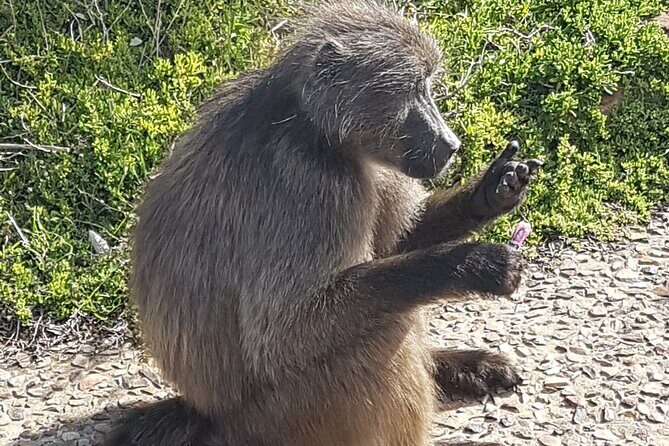 Private Cape of Good Hope and Penguins Full-Day (Sightseeing Guided) - Noordhoek Farm Village: stretch your legs and grab a drink