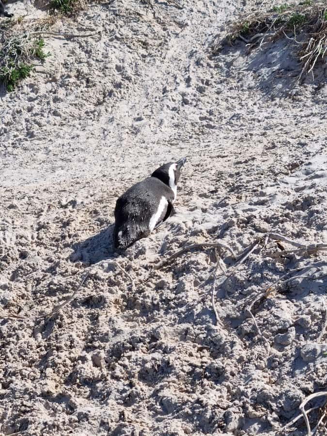 Private Cape of Good Hope and Penguins Full-Day Tour - Key Points at a Glance