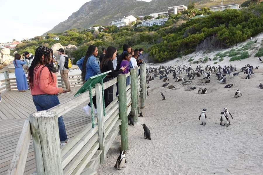 Private Cape of Good Hope and Penguins Full-Day Tour - What This Private Cape Peninsula Day Really Feels Like
