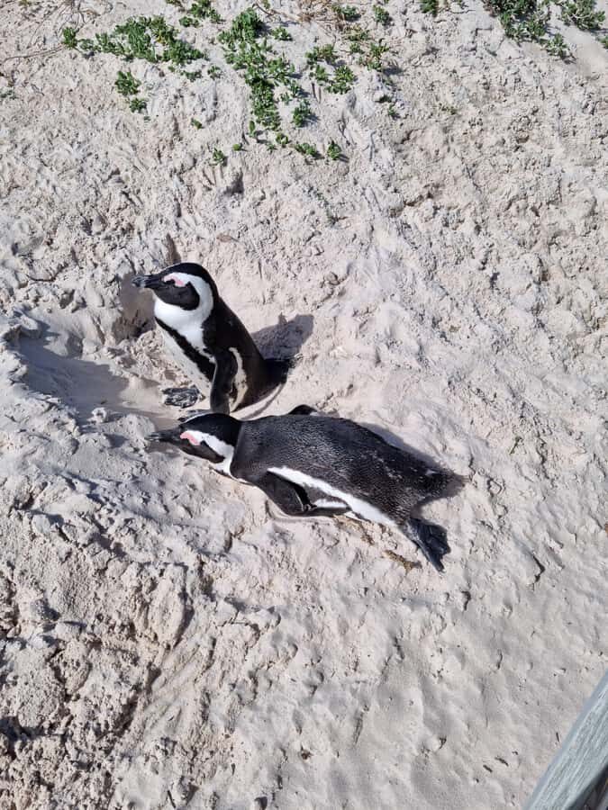 Private Cape of Good Hope and Penguins Full-Day Tour - Bo-Kaap and Camps Bay: Small Stops With Big Visual Payoff