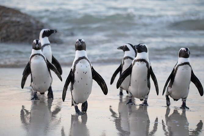 Private Cape of Good Hope and Penguins Tour with Luxury Mercedes or BMW Vehicle - Boulders Beach African penguins: plan your time and expectations