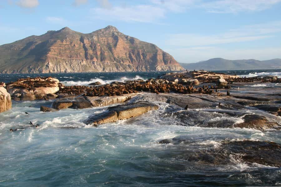 Private Cape of Good Hope Guided Tour - Hout Bay to Seal Island: the option that can steal your attention
