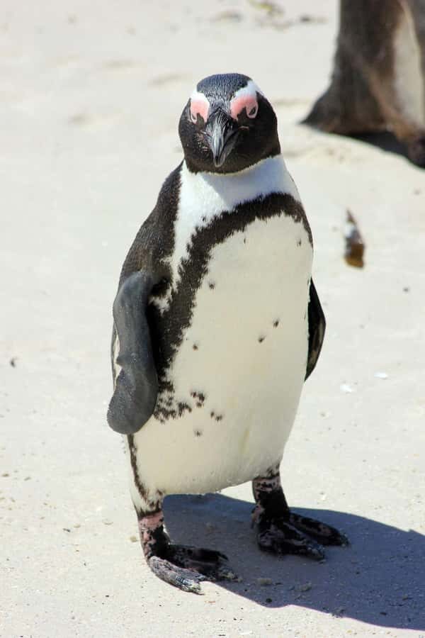 Private Cape of Good Hope Guided Tour - Simon’s Town lunch, Cape Point National Park passes, and the lighthouse moment