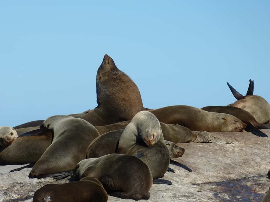 Private Cape of Good Hope Guided Tour - What to bring and how to plan your day for comfort