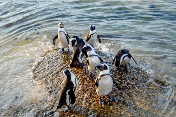 Private Cape of Good Hope Sightseeing and African Penguin Tour - The Big Idea: One Private Day from City Color to Penguin Colony