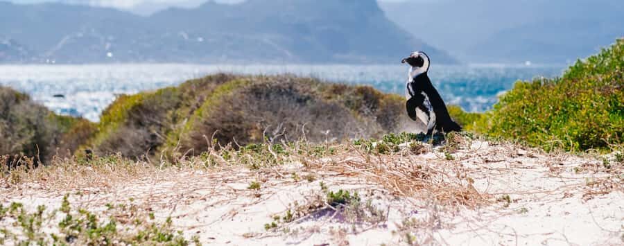 Private Cape Peninsula Half-Day Tour with Penguins - Clifton and Camps Bay: where the famous coast gets real
