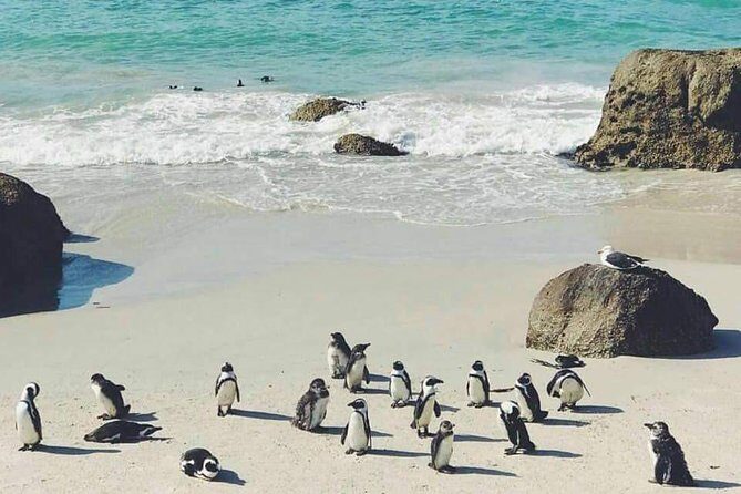 Private Cape Peninsula Tour - Cape Point Nature Reserve and the lighthouse: walking option or funicular