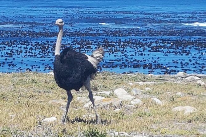 Private Cape Peninsula Tour - Cape Point, Cape of Good Hope sightseeing - Lunch, timing, and what to pack for a real day out