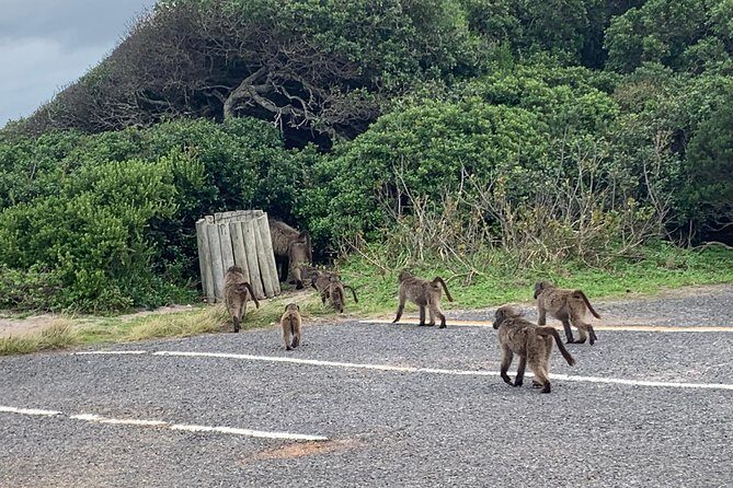 Private Cape Peninsula Tour, With Close Range Penguin Encounter From Cape Town. - Chapman’s Peak Drive: The Scenic Detour That Feels Like a Win