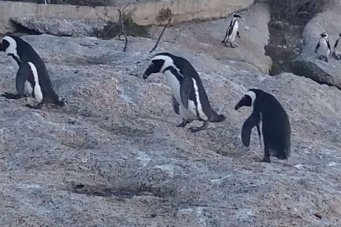 Private Cape Point Penguins Tour-Exploring the Cape Peninsula F/D - Cape of Good Hope: The South-West Tip and Photo Boards Worth Crossing