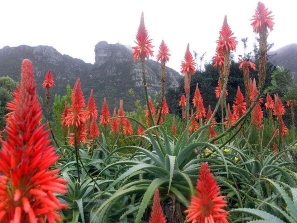 Private Cape Town City Tour table Mountain with wine tasting - Key highlights you’ll feel on the day