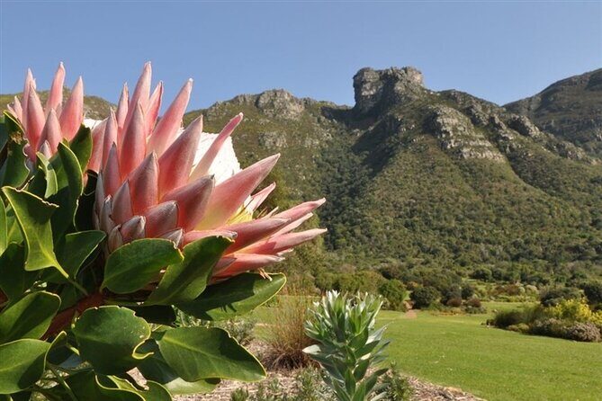 Private Cape Town City Tour table Mountain with wine tasting - Kirstenbosch Gardens: nature education with serious views of Table Mountain