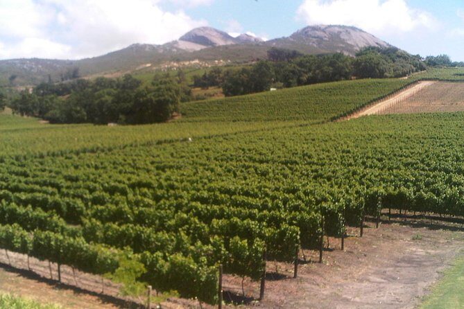 Private Cape Winelands from Stellenbosch OR Franschhoek OR Paarl - Paarl Region at Winelands Estate: Another 5-Wine Sampling