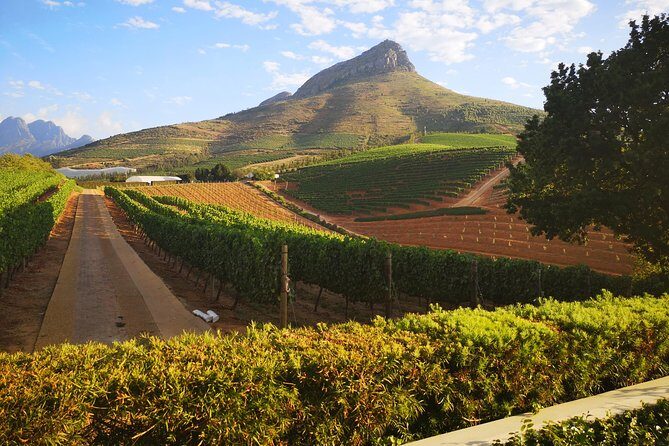 Private Cape Winelands Ful Day Ultra Flexible Guided Tour. - Price and timing: what $111.18 really buys you