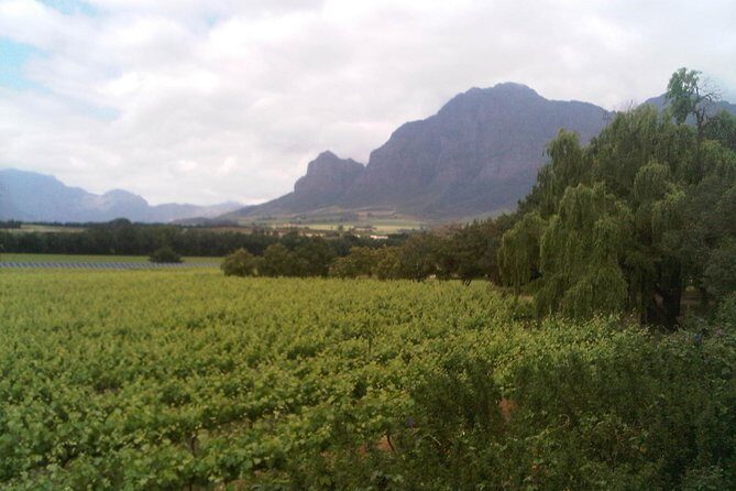 Private Cape Winelands Tour from Cape Town - Key things I’d focus on before you book