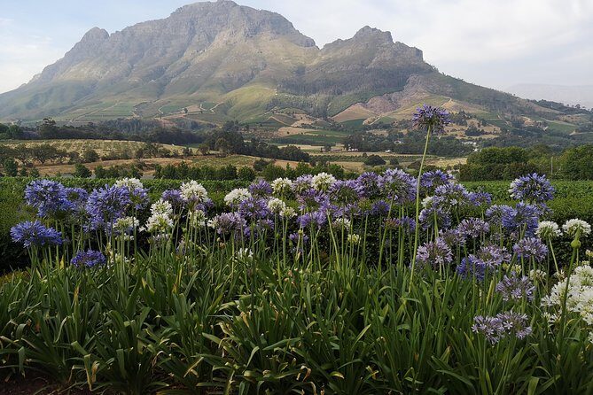 Private Cape Winelands Tour from Cape Town - Why This Cape Winelands Day Works for a Cruise Stop