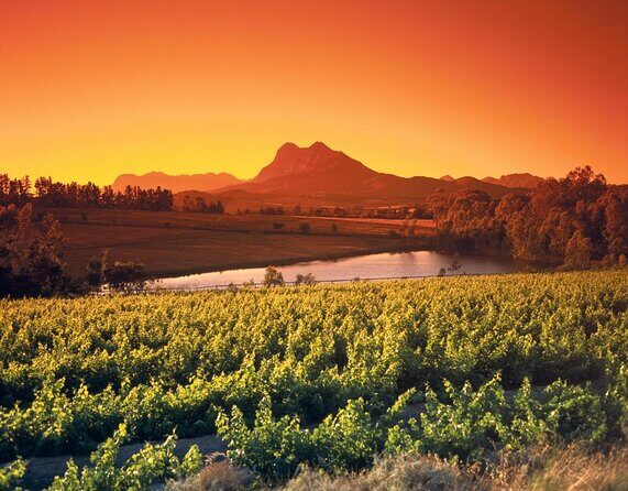 Private Cape Winelands Wine Tasting Tour - What makes this Cape Winelands tour feel private (and worth your time)
