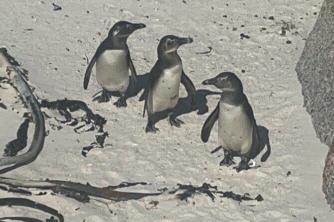 Private/Customised Cape Peninsula and Penguin Colony Tour - Stop 3: Kalk Bay for an easy lunch and coastal town time