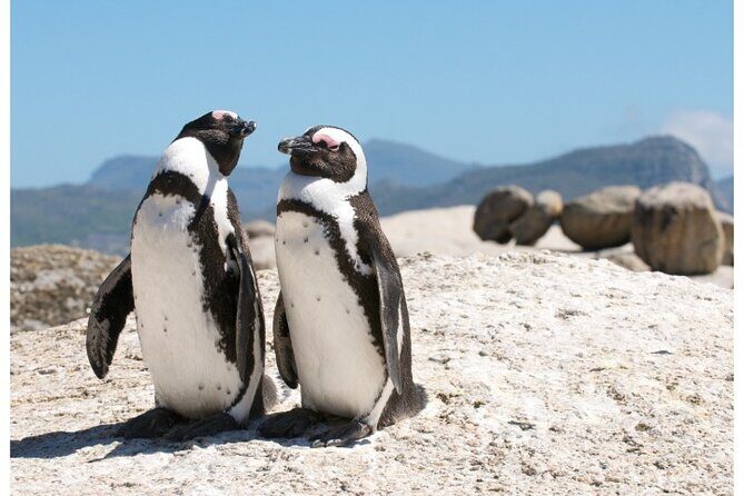 Private Day tour of the Cape. Our reviews show why people book! - A private Cape day, built for comfort and real sightings