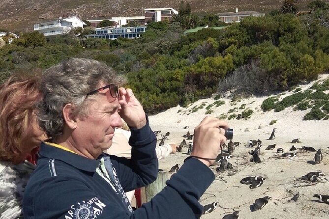 Private Day tour of the Cape. Our reviews show why people book! - Boulders Beach Penguin Colony: close, quirky, and surprisingly engaging