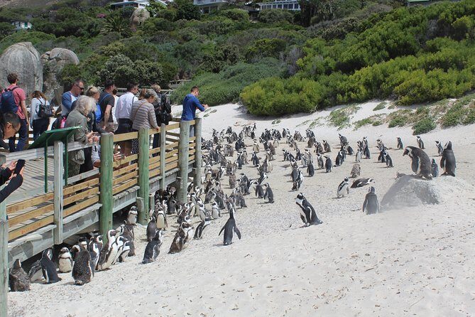 Private Day Tour to Cape of Good Hope Penguins Inc Entry Tickets from Cape Town - Chapmans Peak Drive: 114 curves, winter whales, and guide stories